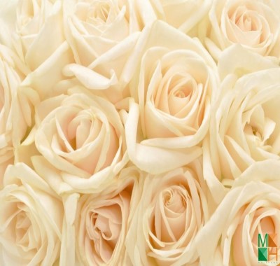 Tranh dán tường Hàn Quốc hoa hồng đẹp FW - 061